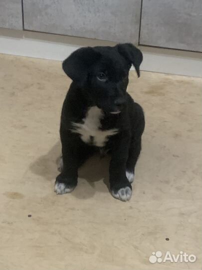 Малыш Арчи ищет дом