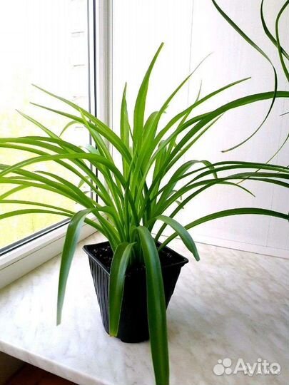 Хлорофитум (2 сорта)