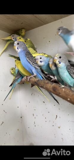 Волнистый попугай