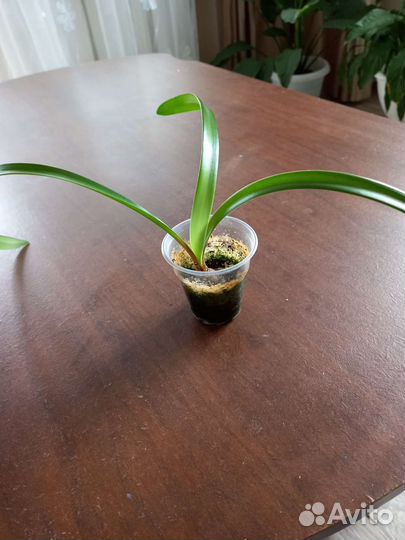 Гиппиаструм детка