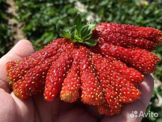 Клубника. Рассада Купчиха Кардинал Альба Эльвира