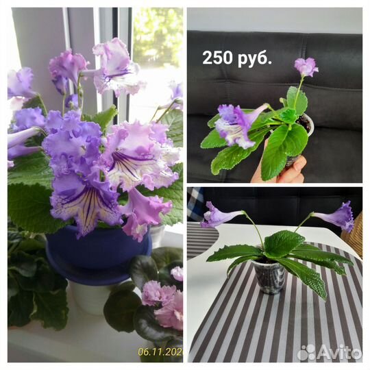 Комнатные цветы