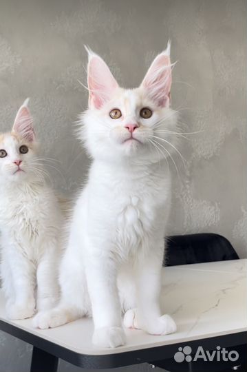 Мейн кун котята