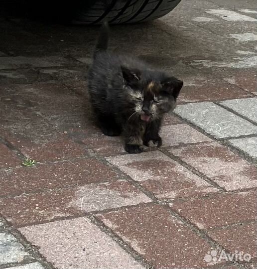 Котенок 1 месяц