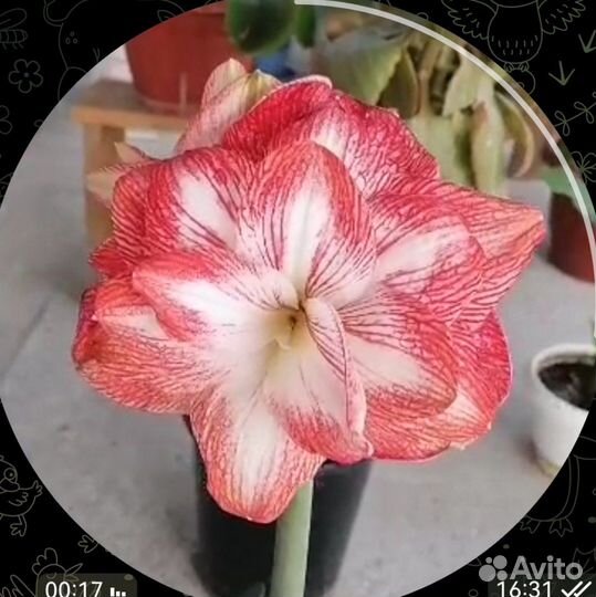 Гиппиаструм