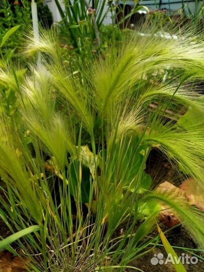 Ячмень гривастый, молочай кипарисовый, купальница