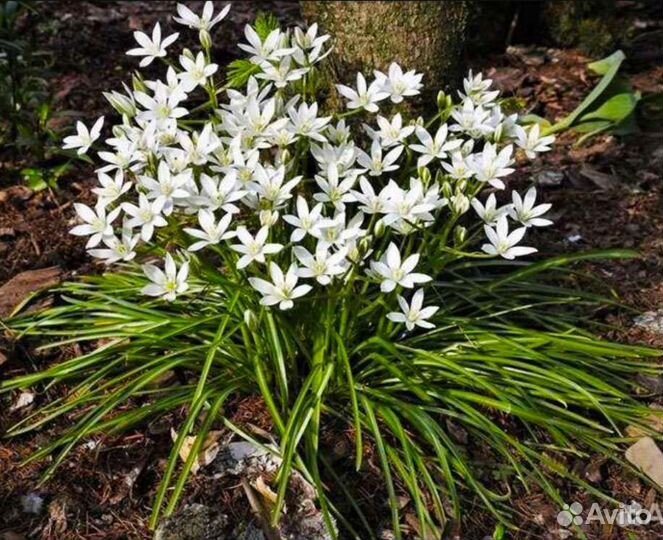 Фиалка белая садовая, птицемлечник