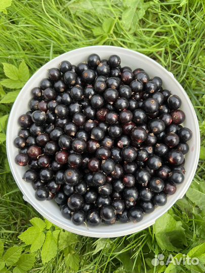 Чёрная и красная смородина