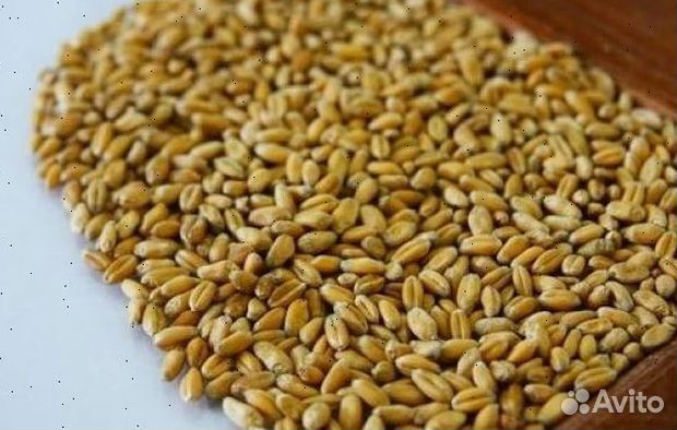 Пшеница, овес, ячмень