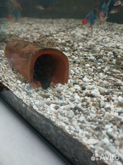 Сомики Анцитрусы. Чистильщики. Присоски