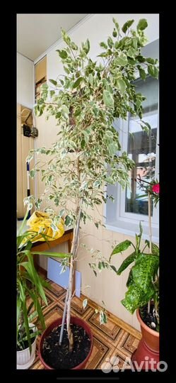 Фикус бенджамина