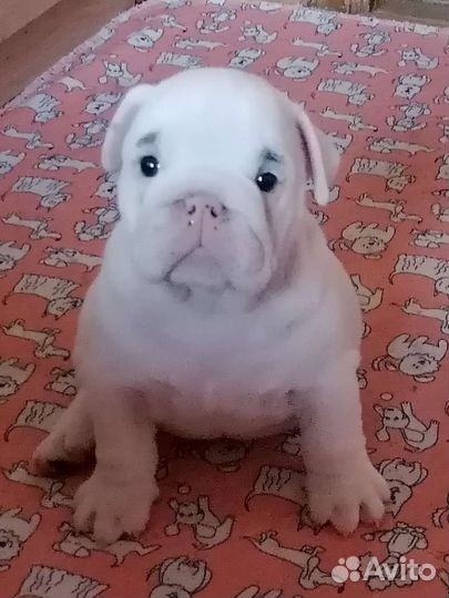 Белые щеночки