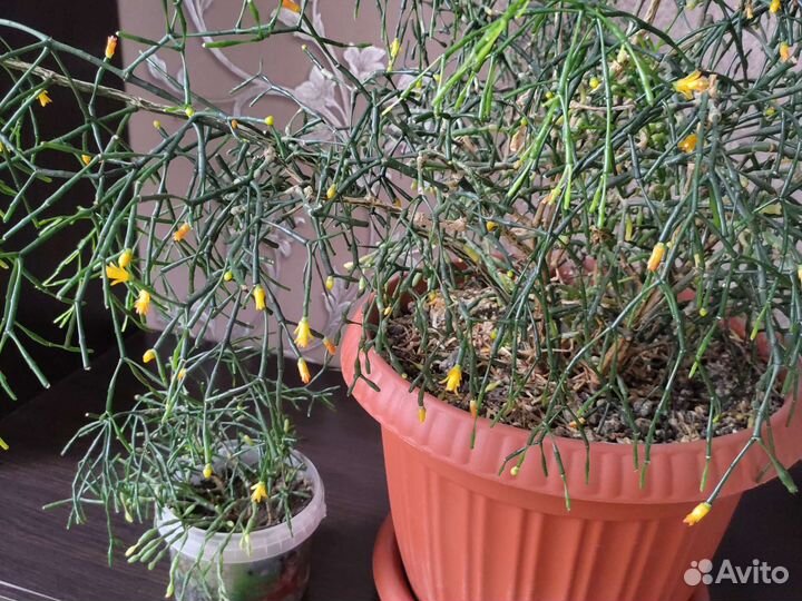 Комнатные цветы цветущие