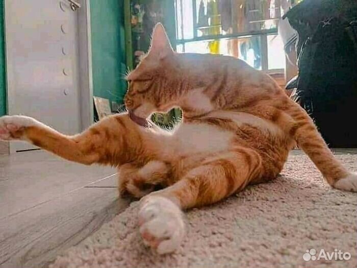 Догситтер, котоняня, выгул собак