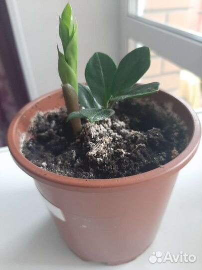 Замиокулькас