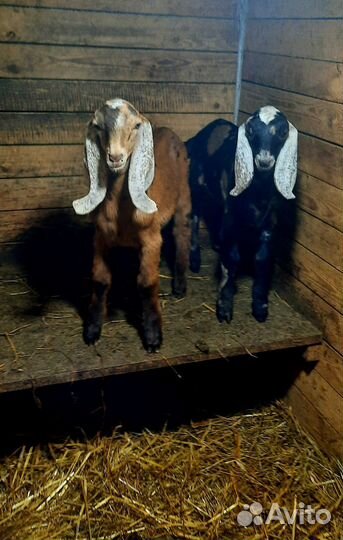 Англо нубийские козлики