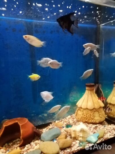 Аквариум с рыбками