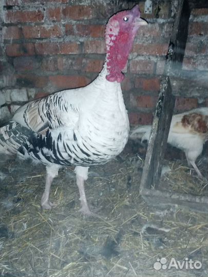 Продажа индюков