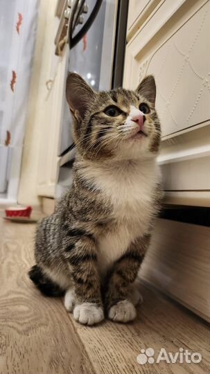 Котëнок в добрые руки