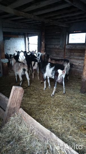 Продаются козы