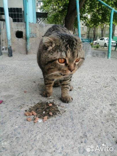 Шотландская