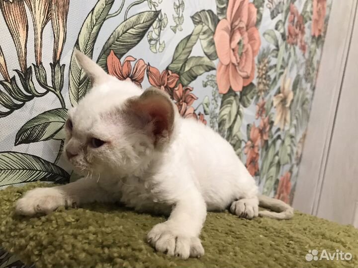 Котенок девон-рекс