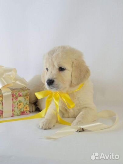 Щенки голден ретривера