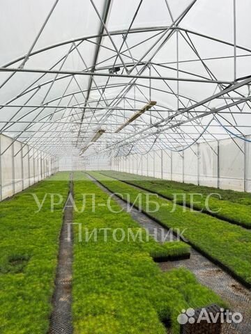 Предзаказ Лиственница Сибирская зкс сеянцы