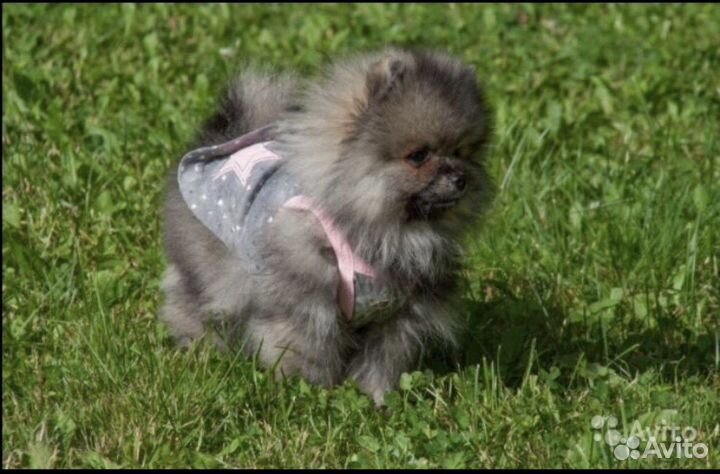 Одежда для собак