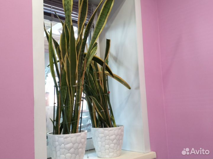 Сенсиверия