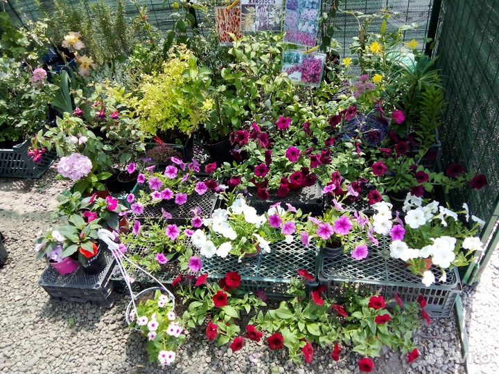 Саженцы плодовых,декоративных растений,розы