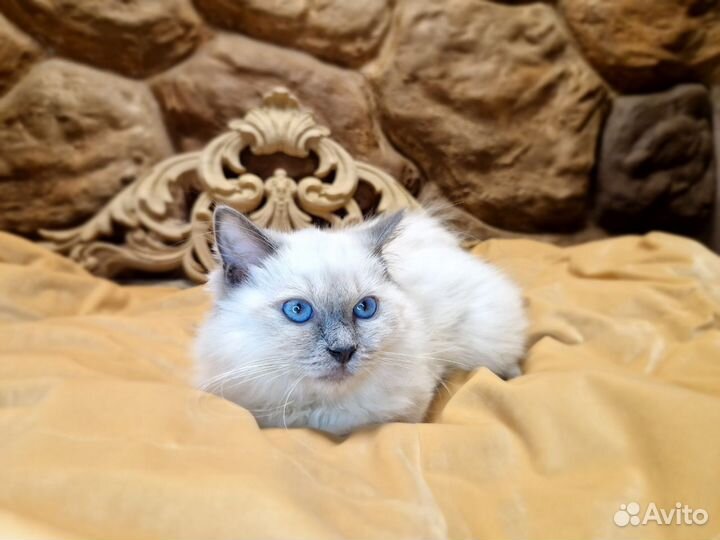 Котенок регдолл мальчик 3,5 мес