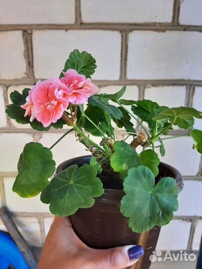 Комнатные цветы