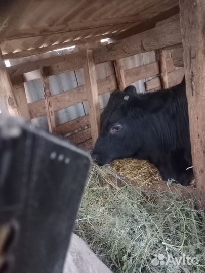 Телята бычки