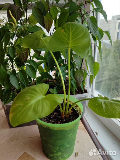 Калла эфиопская