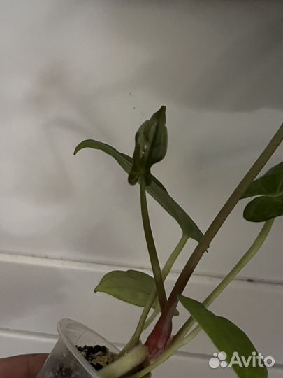 Антуриум papixzaraxpapi FS