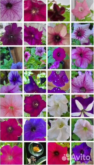 Рассада цветов