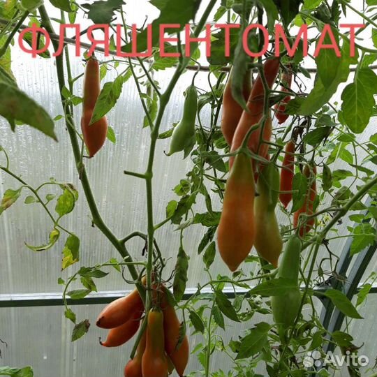 Семена коллекционных томатов