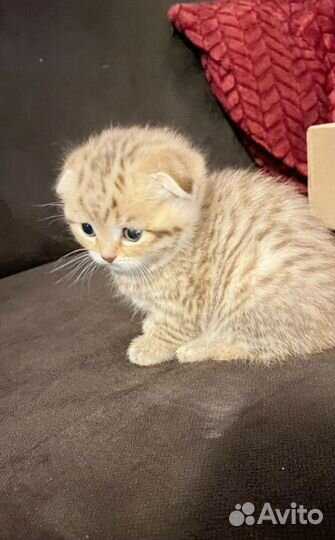 Золотая шиншилла