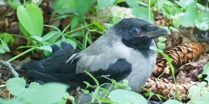 Выкармливание врановых птиц