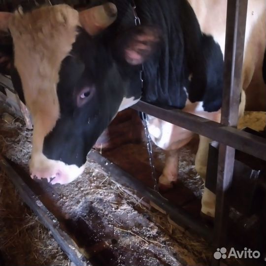 Овцы бараны