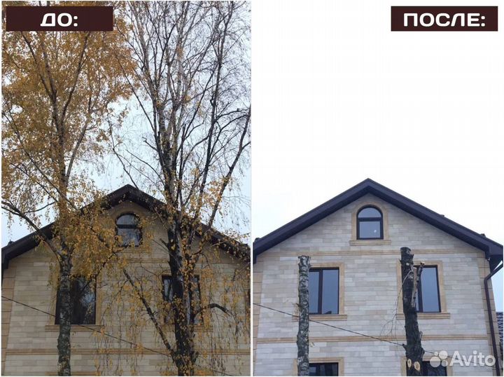 Удаление и валка деревьев, спил деревьев