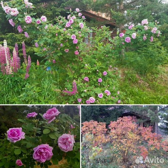 Роза Васагейминг