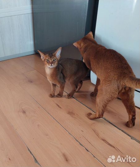 Абиссинский мальчик Бронь для Киры до 15.09