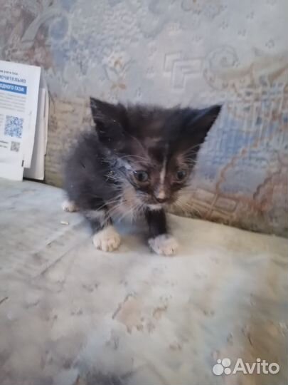 Пушистое сокровище