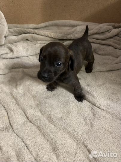 Щенки бесплатно