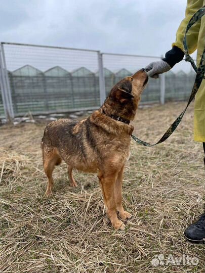 Спокойный и добрый пёс грустит в приюте