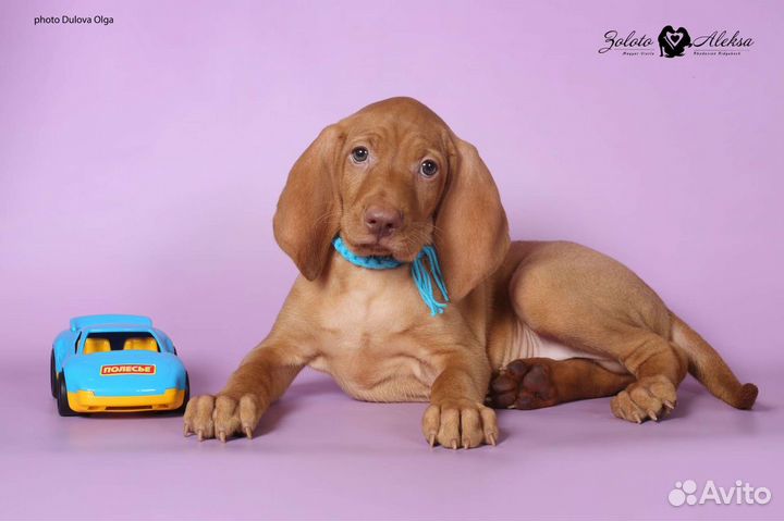 Малыши венгерской выжлы ожидают вас