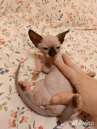 Канадский сфинкс