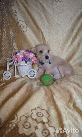 Красавчик чорка